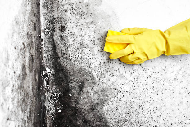 Best Mold Remediation  in Hellertown, PA