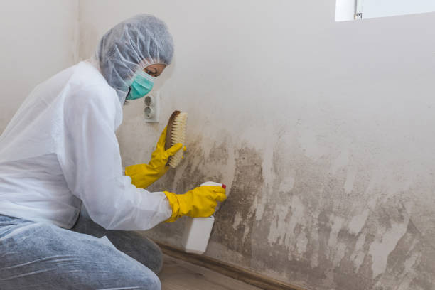 Best Local Mold Removal Service  in Hellertown, PA