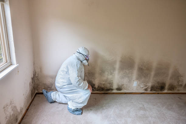 Best Professional Mold Removal  in Hellertown, PA